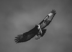 high flight poem pdf