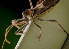 ap biology unit 1 study guide