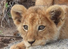 cub cadet zt1 54 parts manual