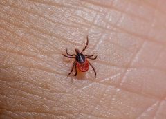 adams flea and tick home spray instructions